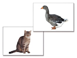 Дидактическое пособие "Домашние животные" (24 карточки) - fgospostavki.ru - Ярославль