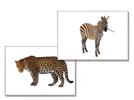 Дидактическое пособие "Дикие животные" - fgospostavki.ru - Ярославль