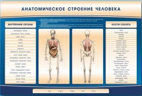 Электрифицированный стенд-тренажер c макетом скелета "Анатомическое строение человека" - fgospostavki.ru - Ярославль