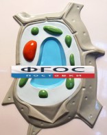 Модель барельефная "Растительная клетка" - fgospostavki.ru - Ярославль