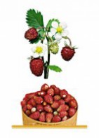 Комплект карточек "Запоминай, играй, считай" - Ягоды - fgospostavki.ru - Ярославль